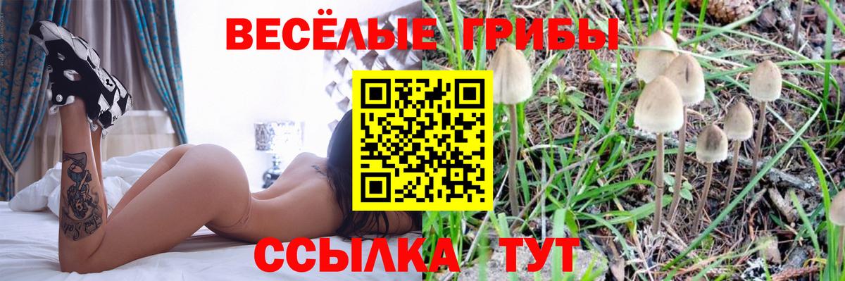 Псилоцибиновые грибы Psilocybine cubensis  где найти   Калининград  Вход с VPN 